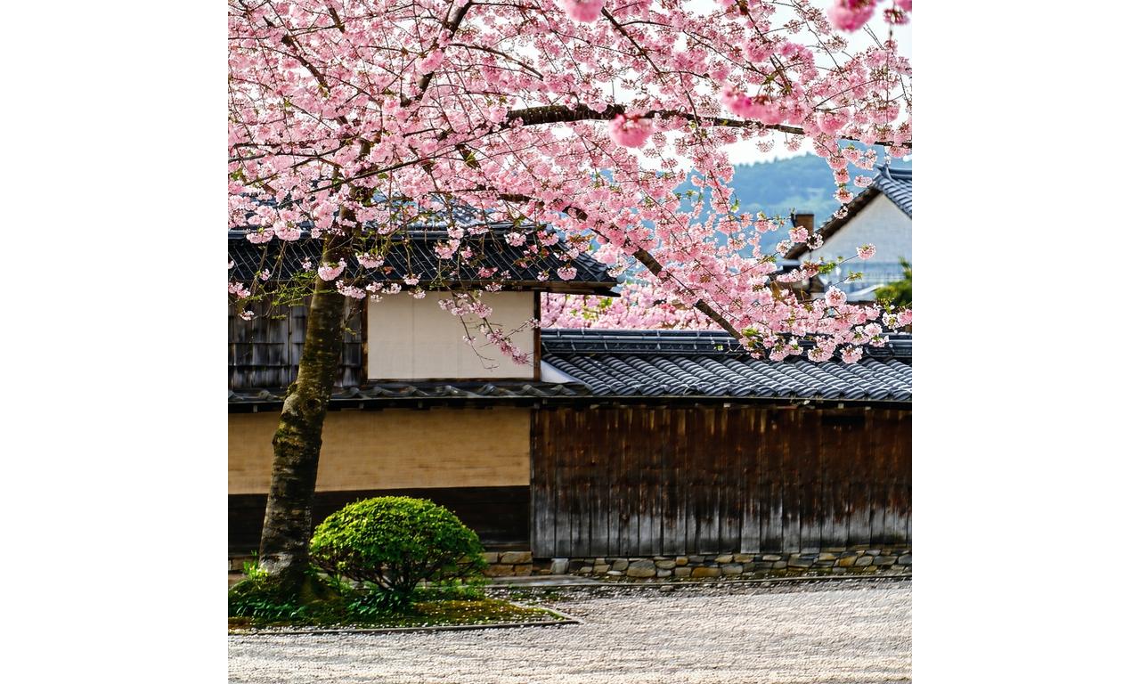 京都の町家と満開の桜